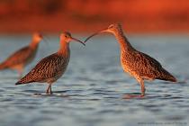 Grosser Brachvogel